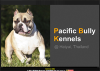 american bully